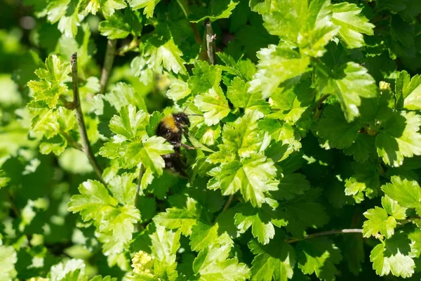 Naturalne Zielone Tło Zielonych Liści — Zdjęcie stockowe