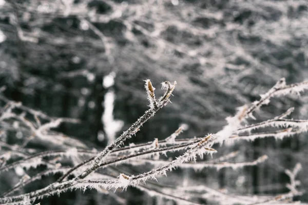 Planta Congelada Com Neve Durante Inverno Eslováquia — Fotografia de Stock