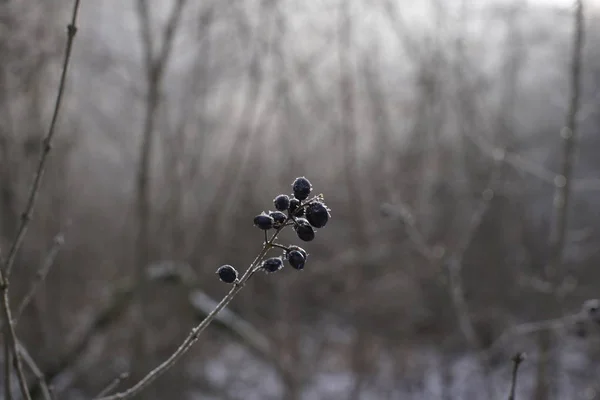 冬の間に雪と冷凍植物 スロバキア — ストック写真