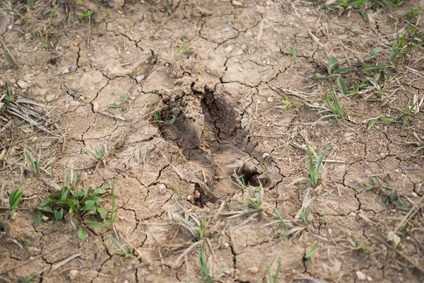 animal footprint on ground background