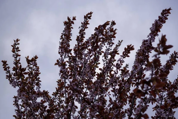 Baum Mit Blumen Und Blauem Himmel — Stockfoto