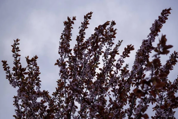 Árvore Com Flores Céu Azul — Fotografia de Stock