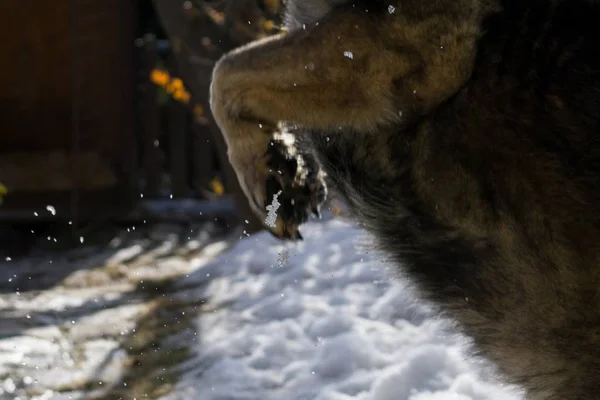 Собака Играющая Зимнем Дворе Крупным Планом — стоковое фото