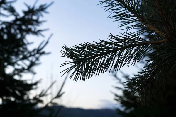 Branches Sapin Contre Ciel Bleu — Photo