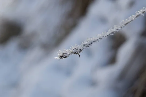 氷に覆われた植物が撃たれた — ストック写真