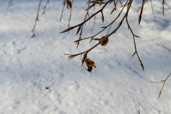 Planta Congelada Com Neve Durante Inverno Eslováquia — Fotografia de Stock