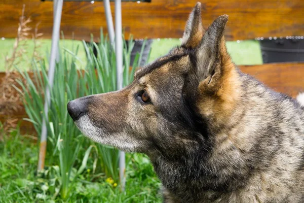 German shepherd dog guarding the airport and aeromuseum. Slovakia