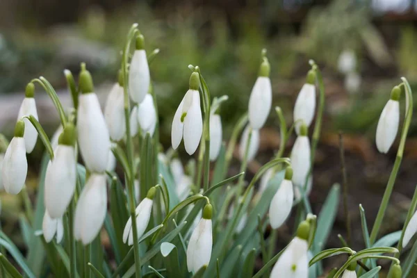 Primer Plano Tiro Hermosas Flores — Foto de Stock