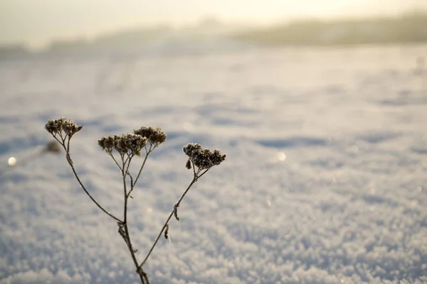 겨울에는 자연이 있습니다 슬로바키아 — 스톡 사진