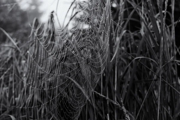 Belles Plantes Toile Araignée Noir Blanc — Photo