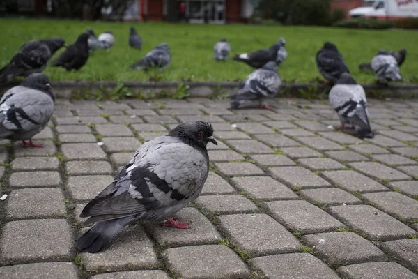 Pigeons Dans Parc Gros Plan — Photo