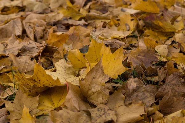 Herbst Farbe Wald Tag Zeit Erschossen — Stockfoto