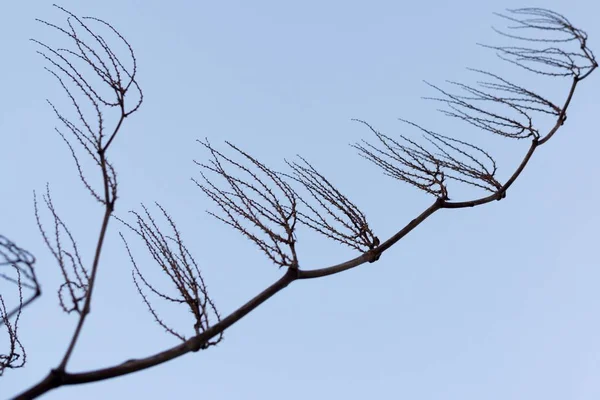 Ramos Cacheados Árvore Vidoeiro Contra Céu Adequado Como Padrão Fundo — Fotografia de Stock