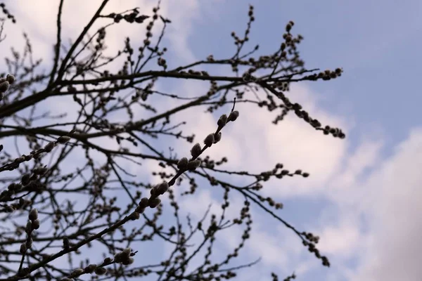 Floração Árvore Primavera Ramo Salgueiro Com Catkins Rabos Cordeiro Eslováquia — Fotografia de Stock