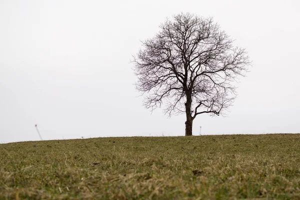 Jour Prise Vue Seul Arbre Sur Prairie — Photo