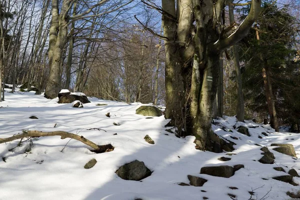 Nieve Invierno Bosque Día Disparo —  Fotos de Stock