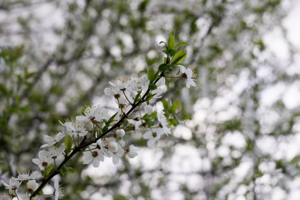 Arbre Printemps Avec Fleurs Blanches Fleurs — Photo