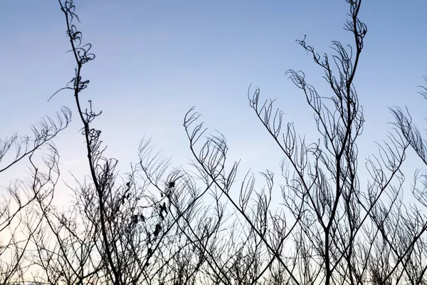 Krullende Takken Van Berkenboom Tegen Hemel Geschikt Als Patroon Achtergrond — Stockfoto