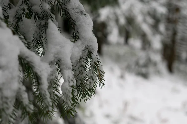 Natura Pod Śniegiem Zimą — Zdjęcie stockowe