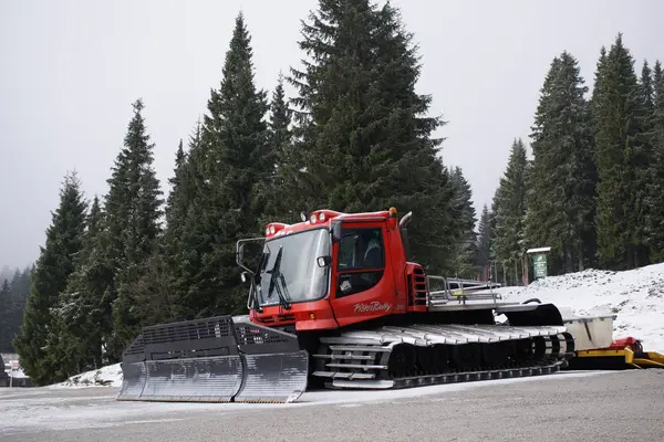 Tannenbäume Wald Winter Slowakei — Stockfoto