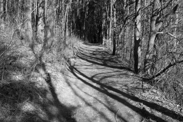 Colorido Bosque Otoñal Con Árboles Eslovaquia — Foto de Stock