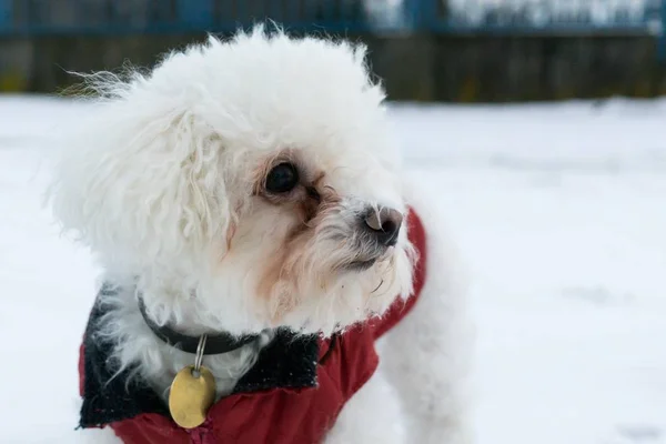 Witte Kleine Hond Winter — Stockfoto