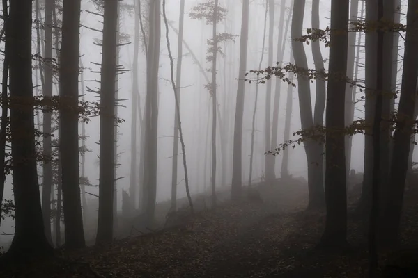 Tagesaufnahme Von Vernebeltem Wald — Stockfoto