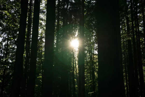 beautiful forest with trees on background