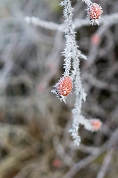 Rostlina Pod Ledem Zblízka — Stock fotografie