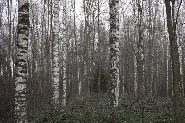 Árvores Outono Floresta Eslováquia — Fotografia de Stock