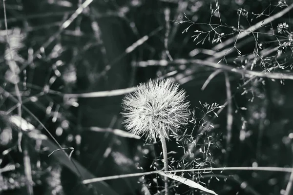 Ξηρά Κλαδιά Χνουδωτό Λουλούδι Έντονο Ηλιακό Φως Μαύρο Και Άσπρο — Φωτογραφία Αρχείου