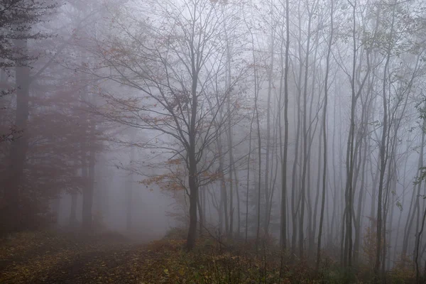Day Time Shot Fogged Forest — Stock Photo, Image