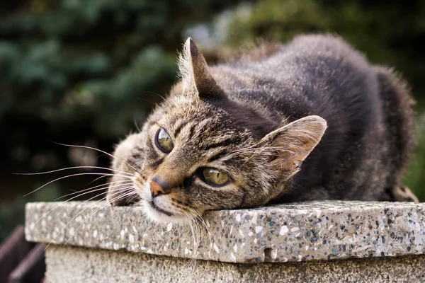 Bahçedeki yalancı kedi. Yakın çekim.