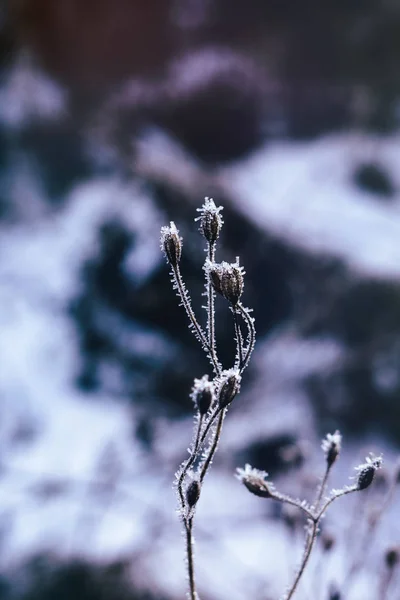 Fryst Växt Med Snö Vintern Slovakien — Stockfoto