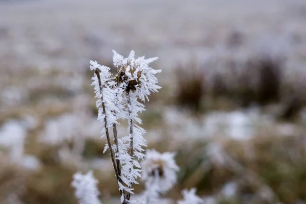 Planta Congelada Con Nieve Durante Invierno Países Bajos —  Fotos de Stock