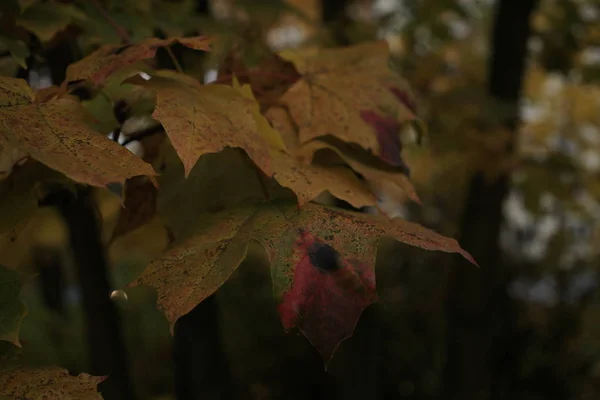 Belles Feuilles Érable Colorées Dans Jardin — Photo