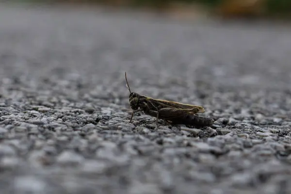 Close Van Sprinkhaan Insect Een Grond — Stockfoto