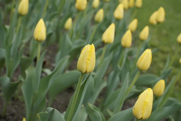 Tulipes Jaunes Fraîches Sur Fond Vert — Photo