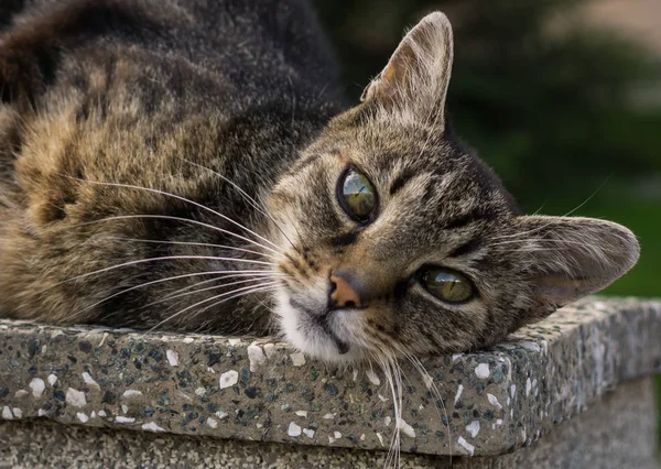 Bahçedeki yalancı kedi. Yakın çekim.