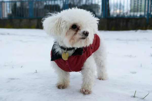 Witte Kleine Hond Winter — Stockfoto