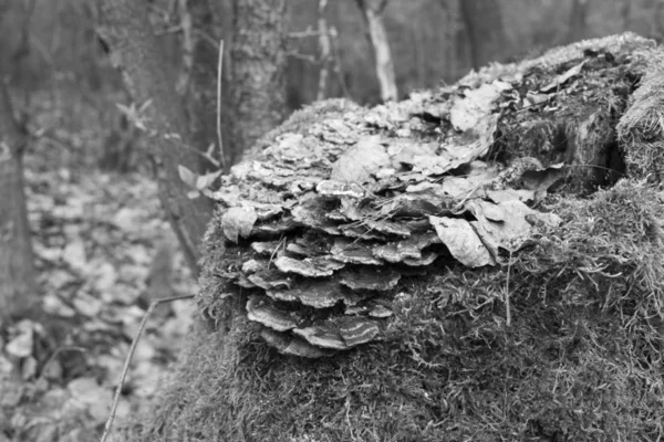 Ormandaki mantarlar arka planda, siyah ve beyazhoto.