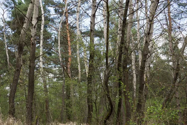 Jour Prise Vue Forêt Slovaquie — Photo