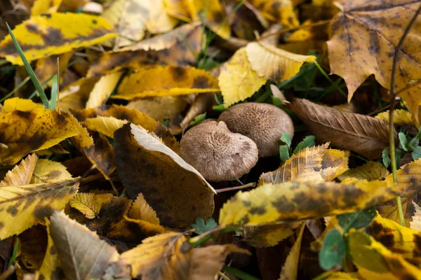 Automne Couleur Forêt Jour Heure Coup — Photo