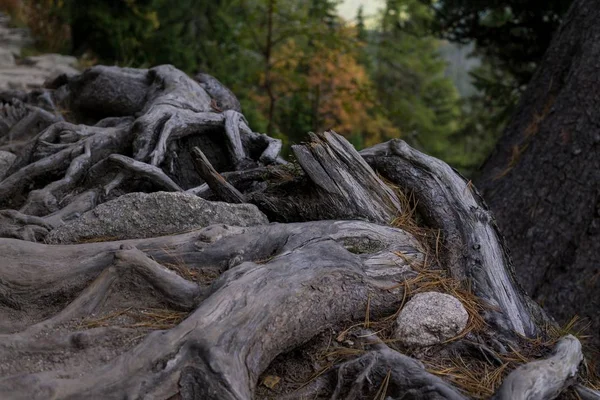 斯洛伐克森林中的秋季树木 — 图库照片