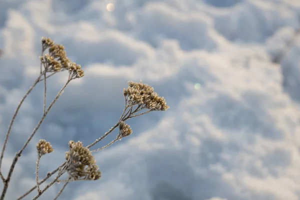 冬の間に雪と冷凍植物 スロバキア — ストック写真