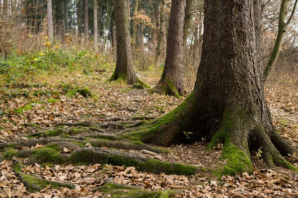 Arbres Automne Dans Forêt Slovaquie — Photo