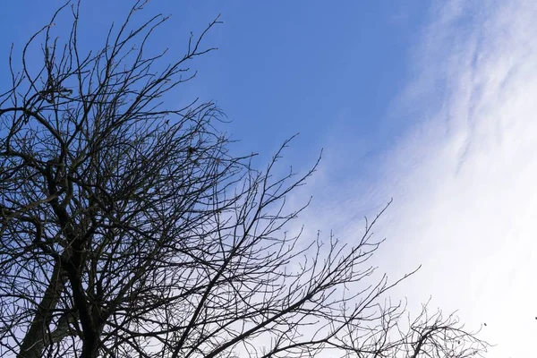 Dag Schot Van Het Bos Slowakije — Stockfoto