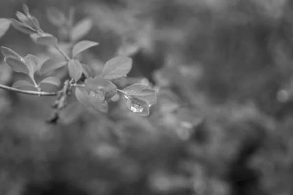 Plan Rapproché Feuilles Plantes Luxuriantes — Photo