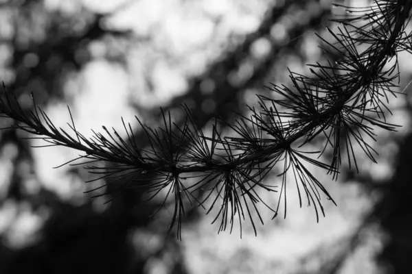 Dennenboom Tak Het Bos — Stockfoto