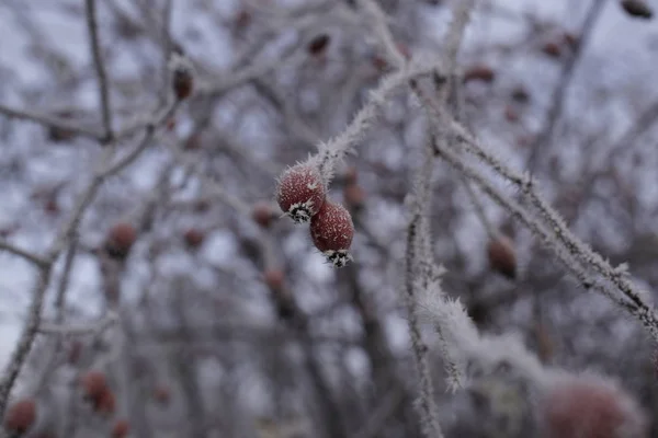 Planta Bajo Hielo Tiro Cerca —  Fotos de Stock